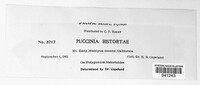 Puccinia bistortae image